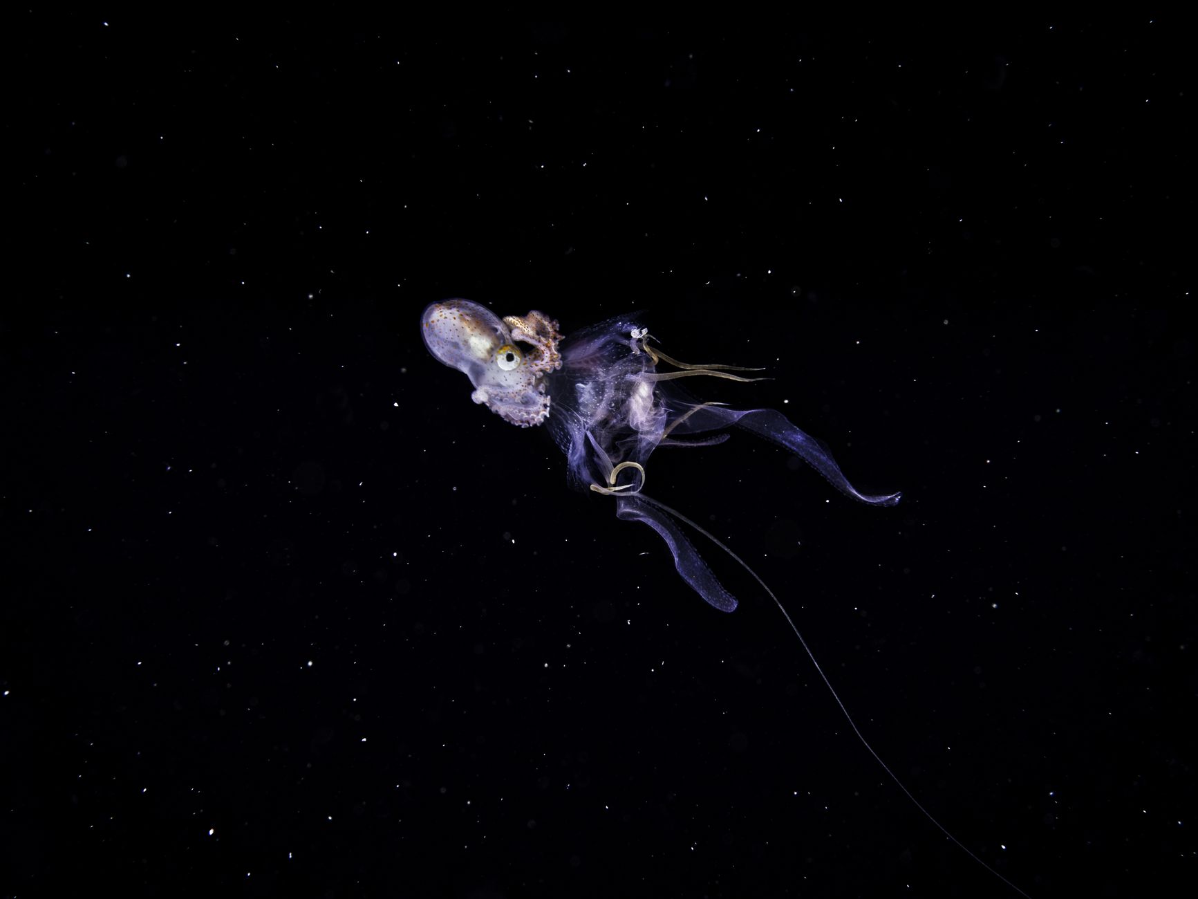 A small lanternfish with glowing photophores against black water
