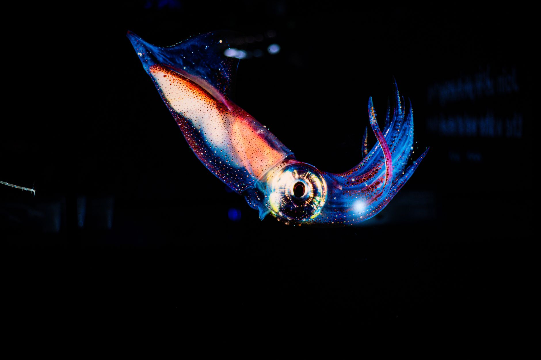 A giant squid drifting in deep water