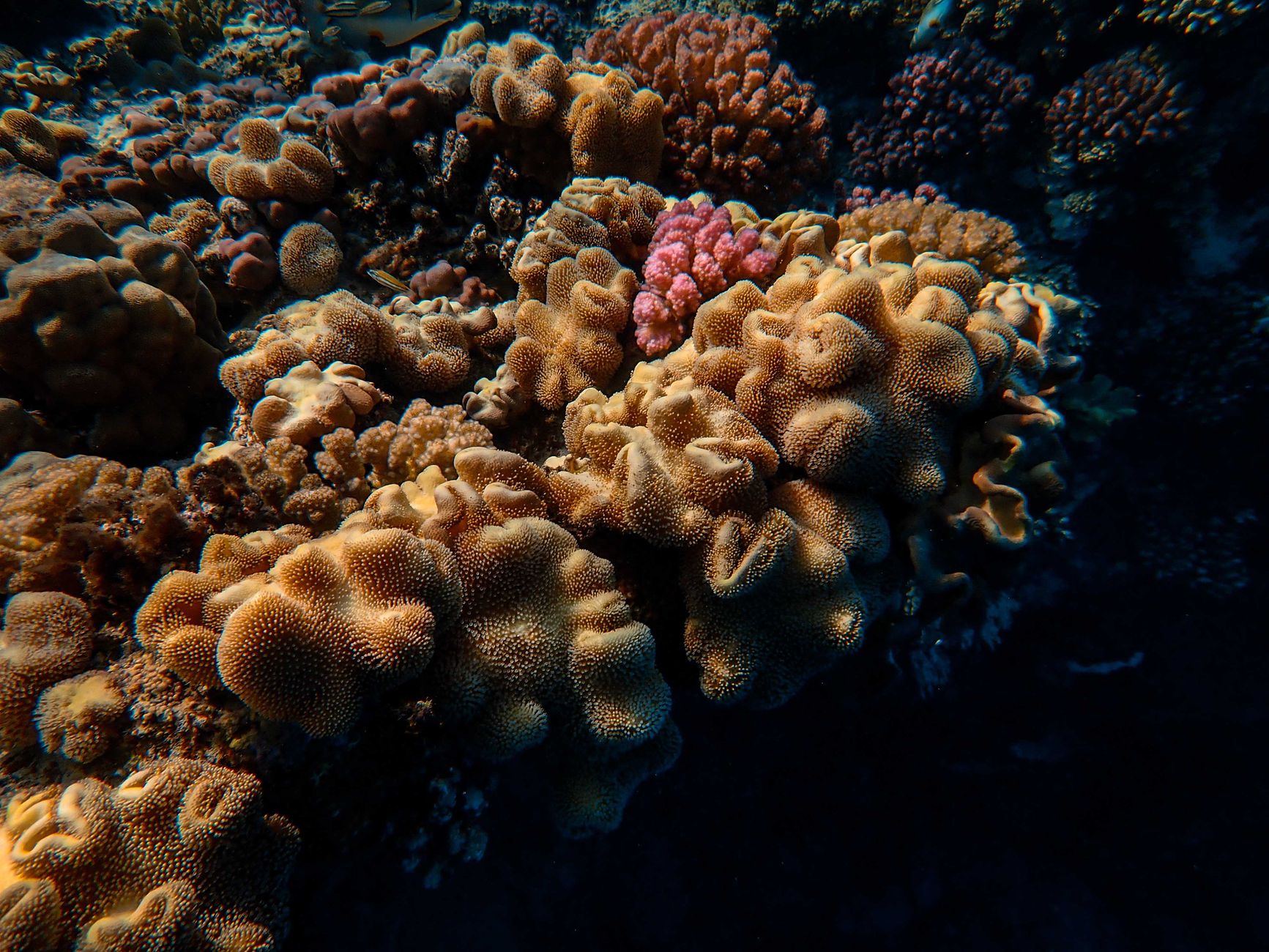 Coral growing in dark, cold water