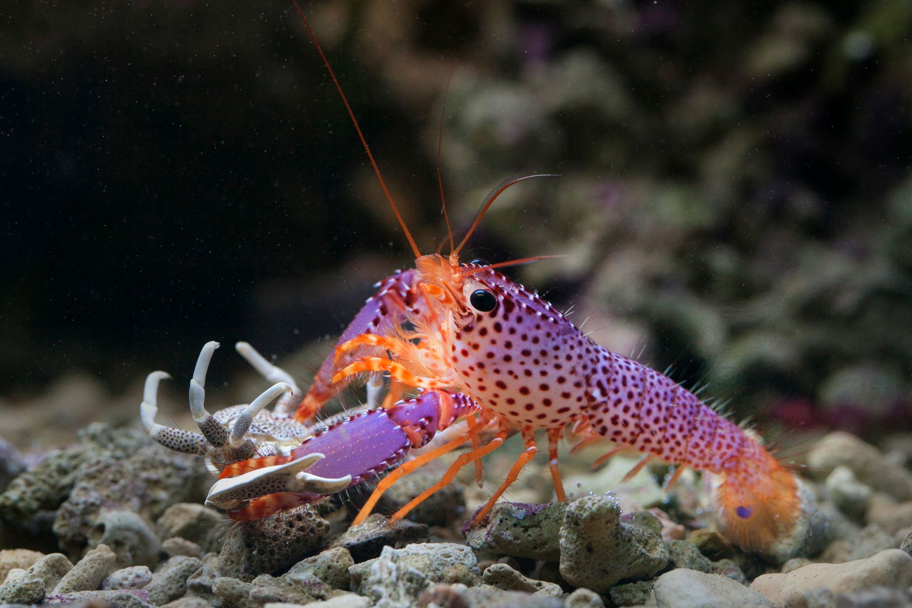 A tiny translucent crustacean on a dark background