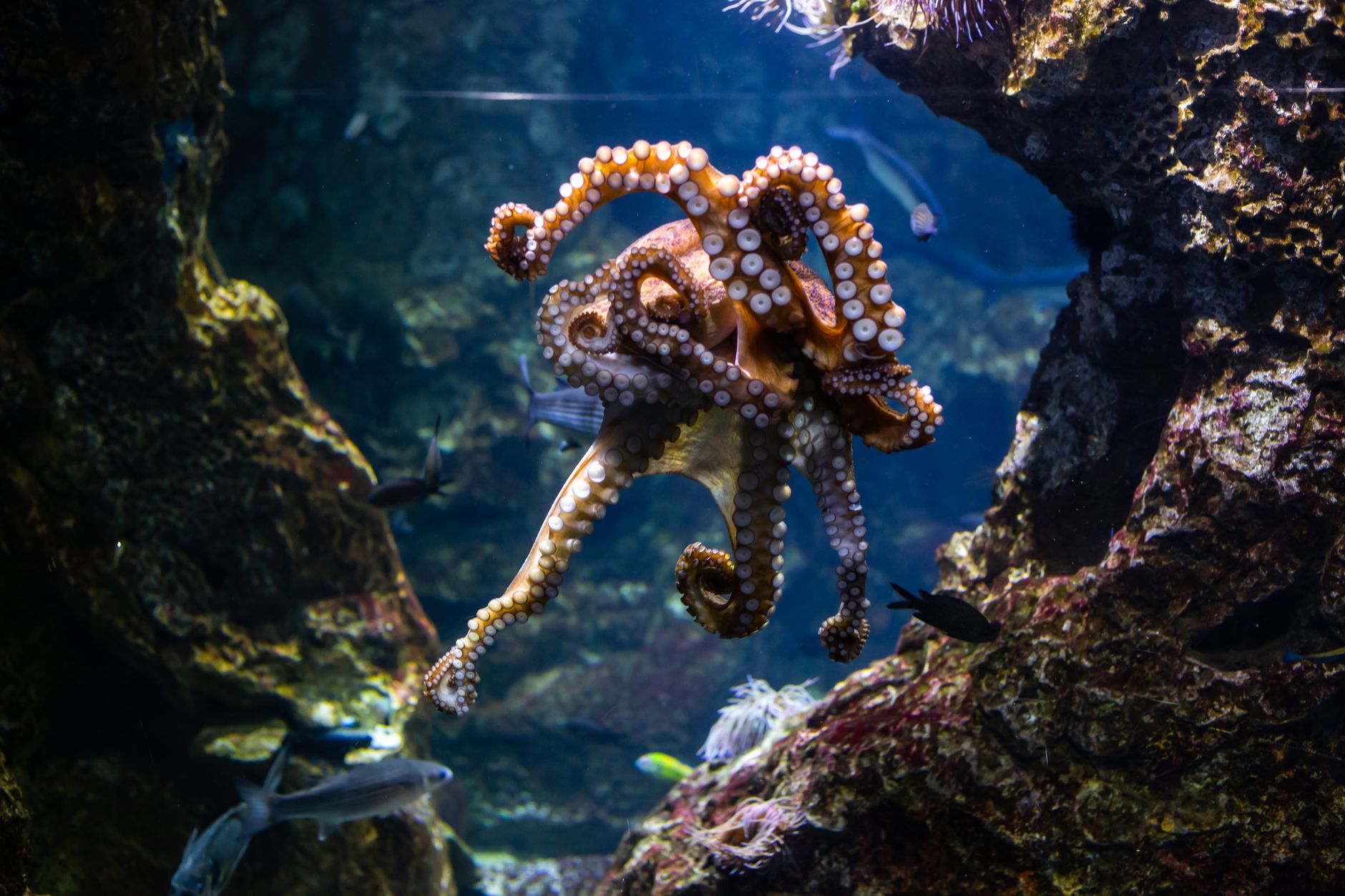 An octopus resting on a rocky reef underwater