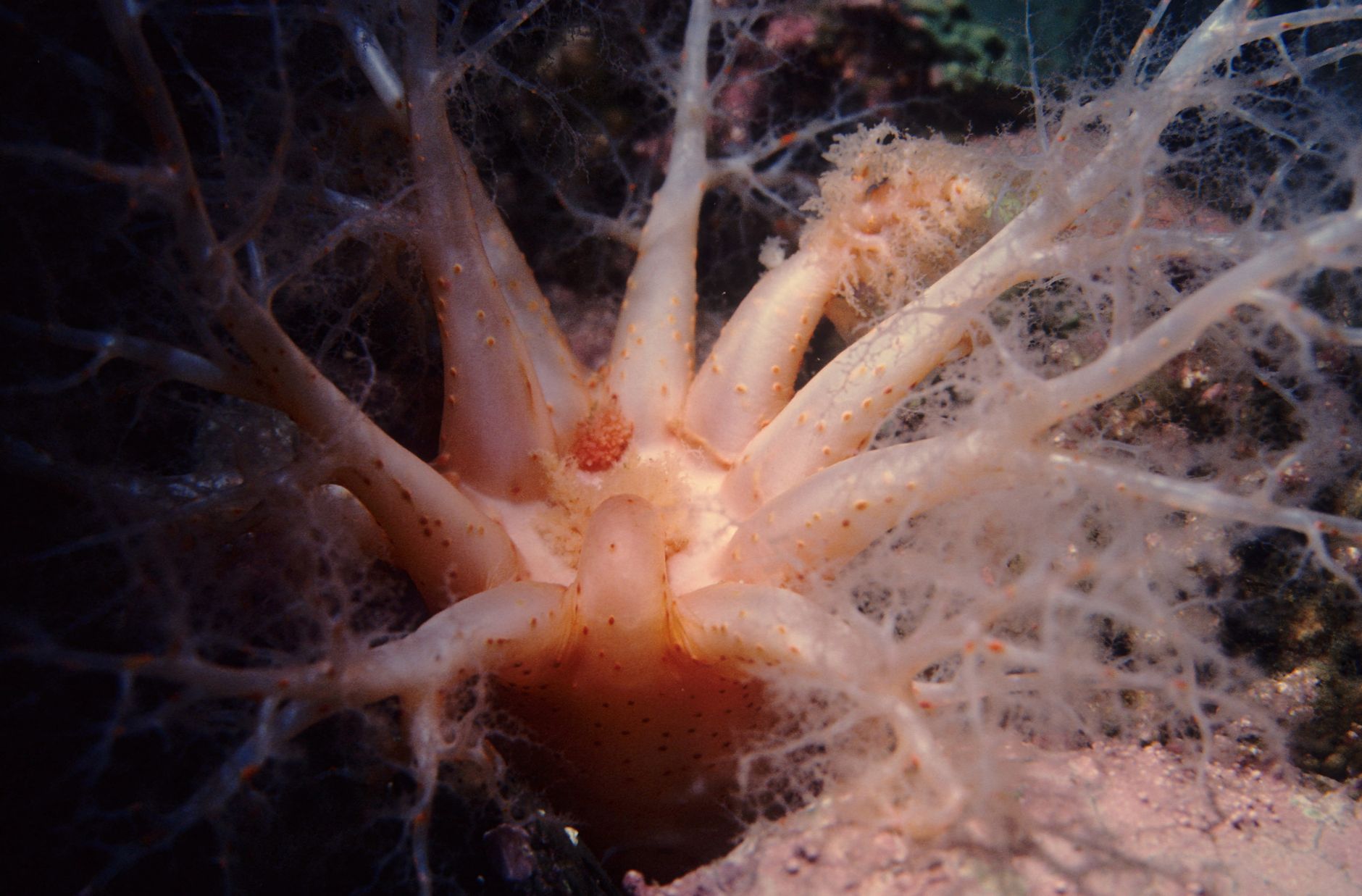 A sea cucumber crawling across the ocean floor