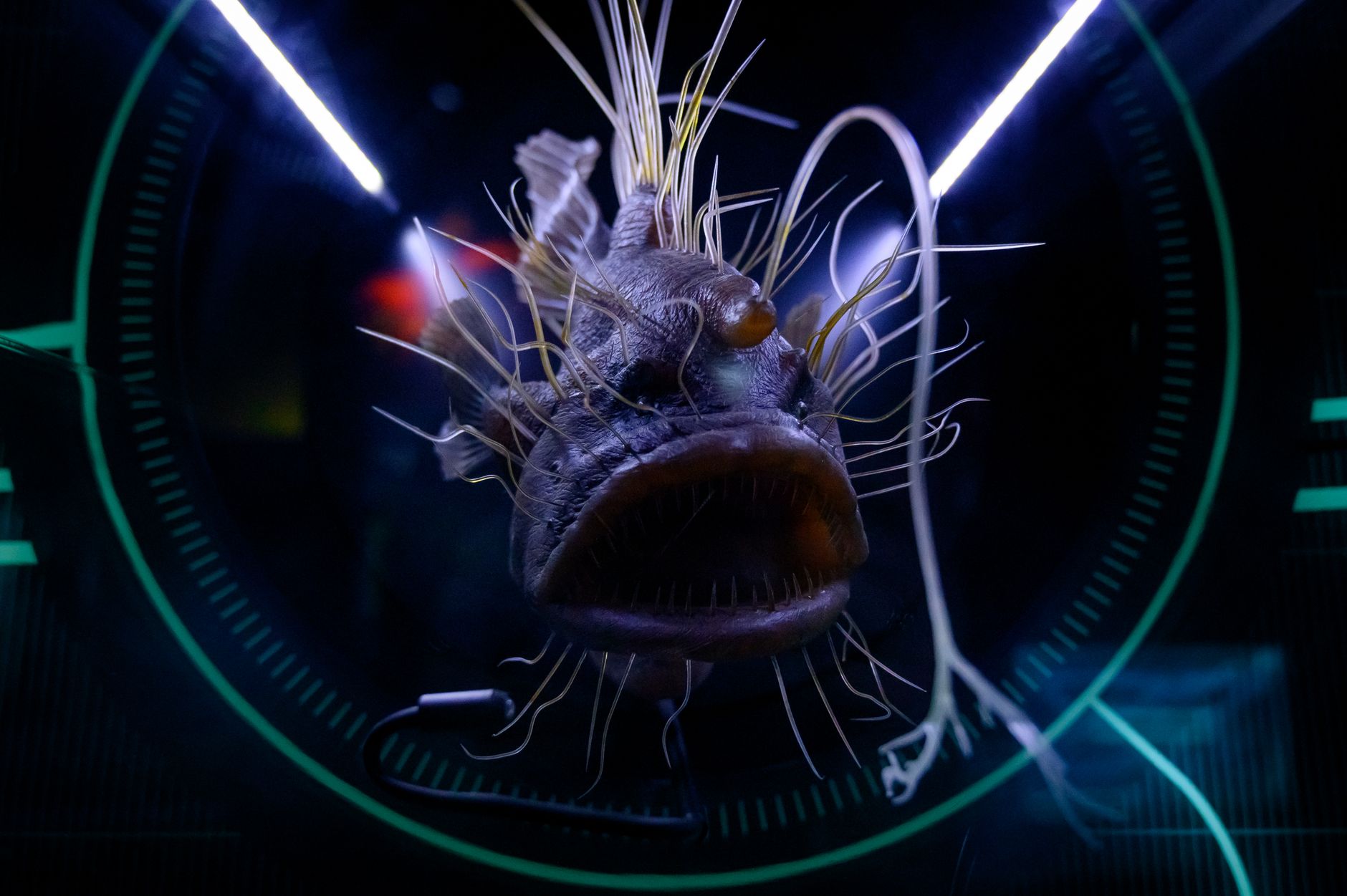 An anglerfish with its glowing lure in the darkness
