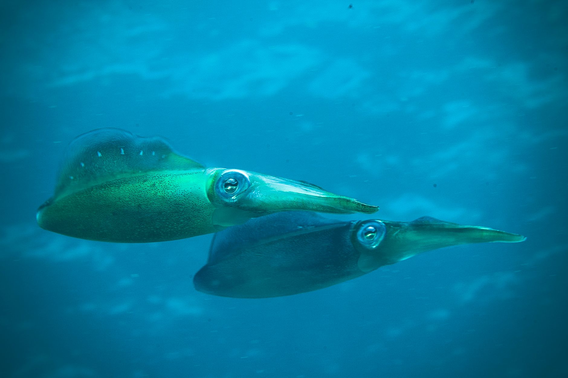 A vampire squid with webbed arms in dark water
