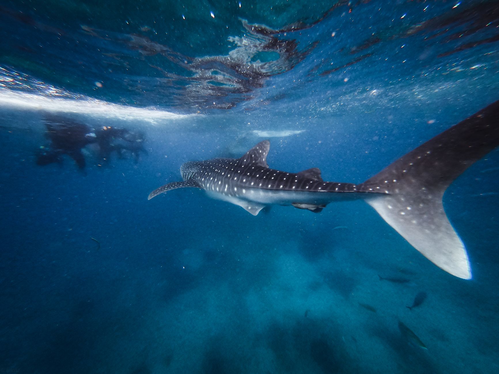 A whale shark swimming through clear blue water