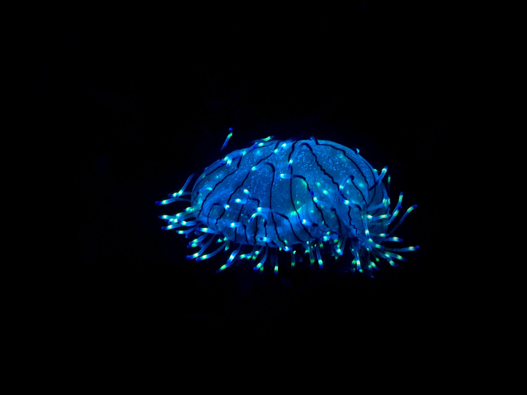 A pale jellyfish glowing in dark blue water