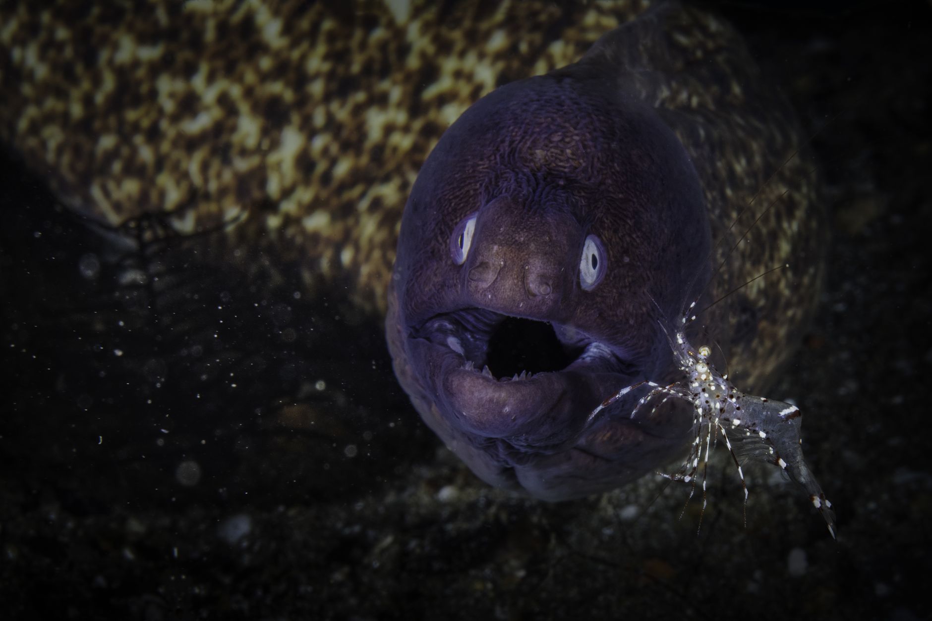 A gulper eel with an enormous mouth in black water