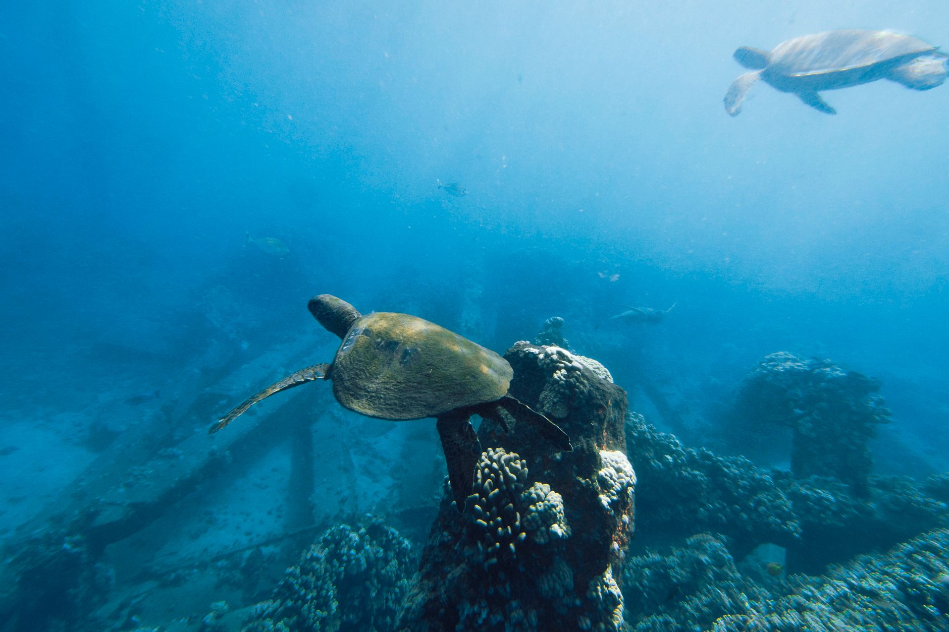 A green sea turtle gliding over a sunlit coral reef